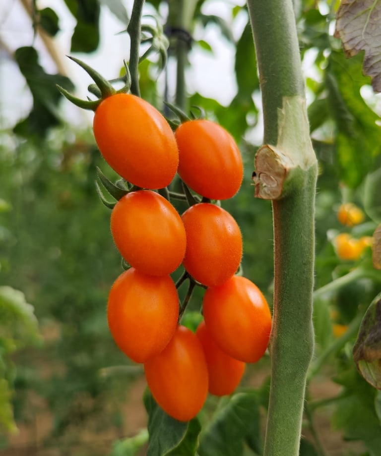 Tomate Origene Seeds