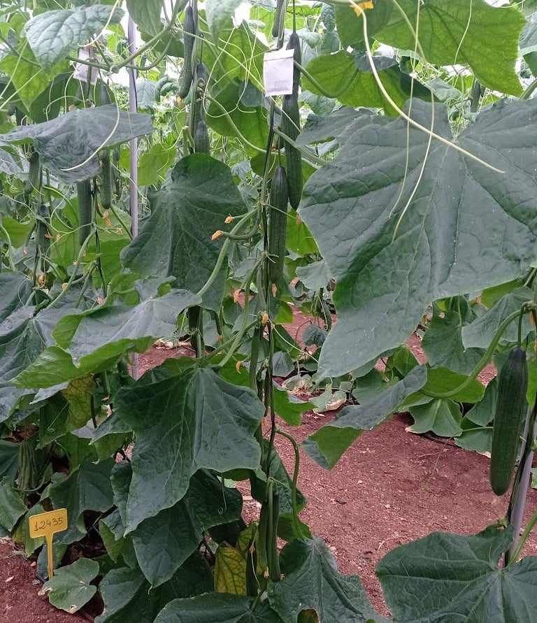 Pepino Origene Seeds