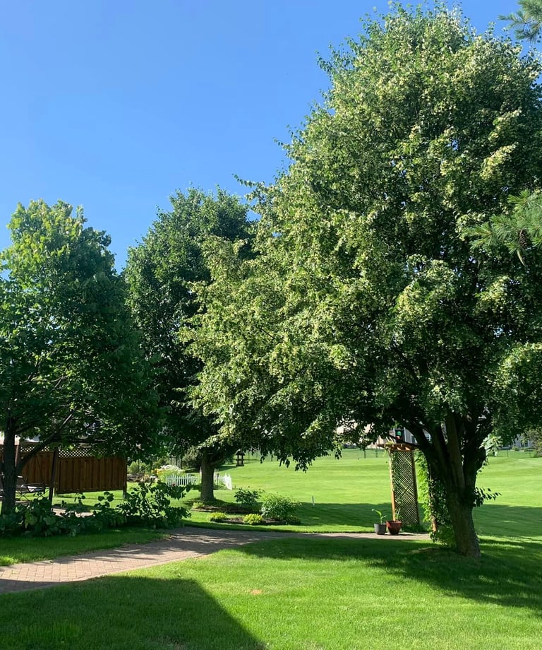 nice beautiful trees