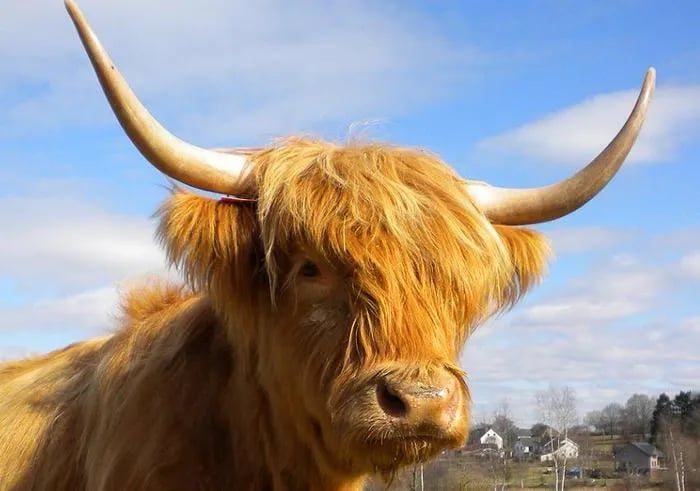 Vache Highand Cattle