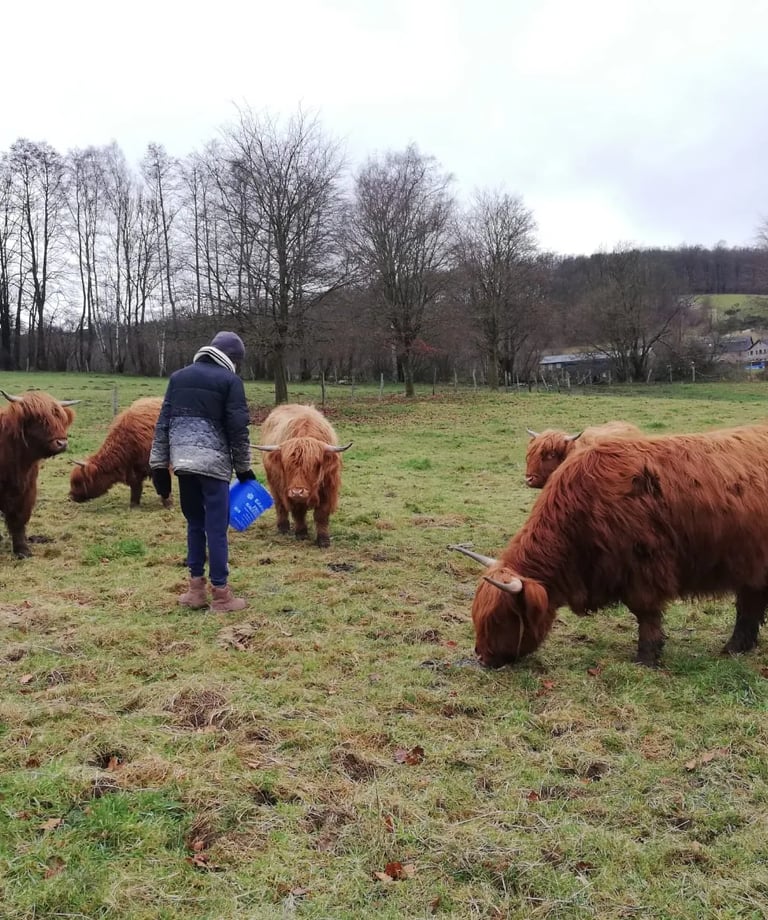 troupeau Highland Cattle