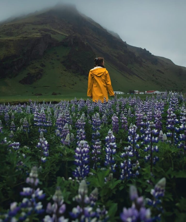 A woman in a yellow raincoat standing in a field of purple lupines with misty mountains in Iceland.