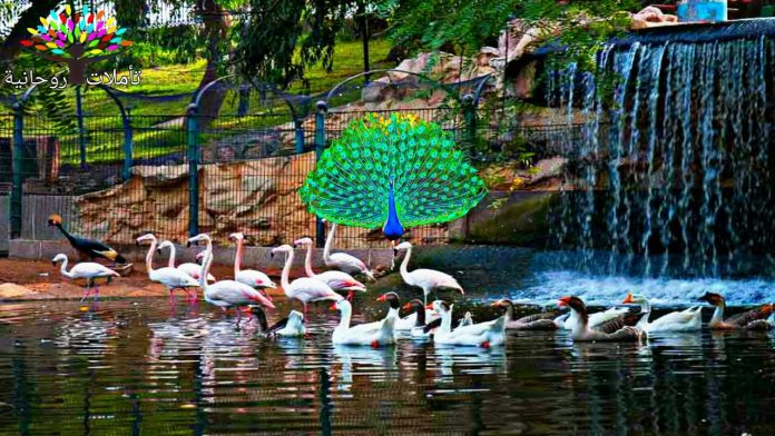 a group of birds and a peacock in a pond in paradise valley