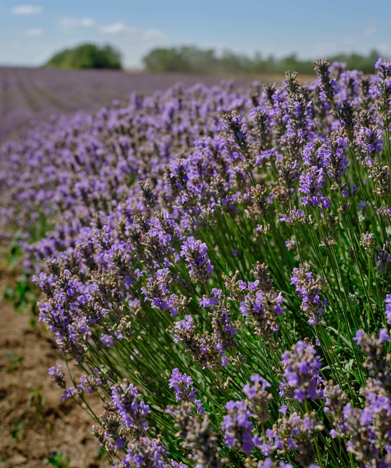 Lavandula Angustifolia grown in Bulgaria, source of Hyra's lavender essential oil and water