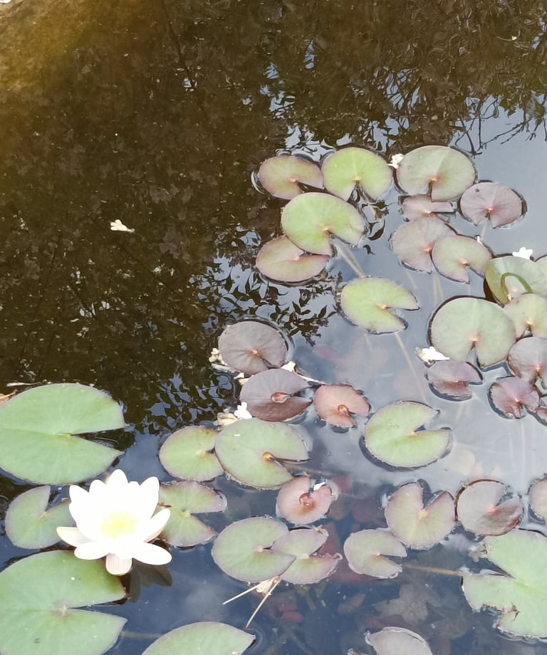 Our garden pond