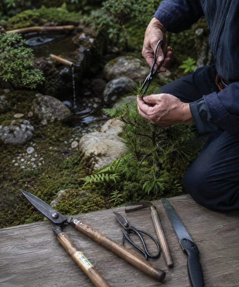 A gardener uses traditional Japanese pruning shears to shape a bonsai pine tree in a zen garden.