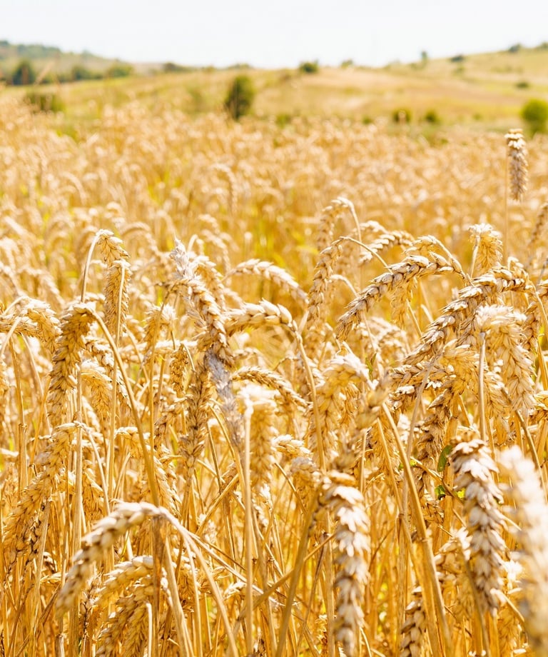 golden wheat field
