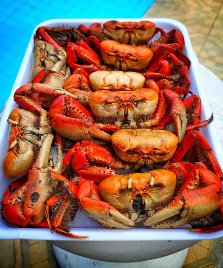 caranguejos pré cozidos