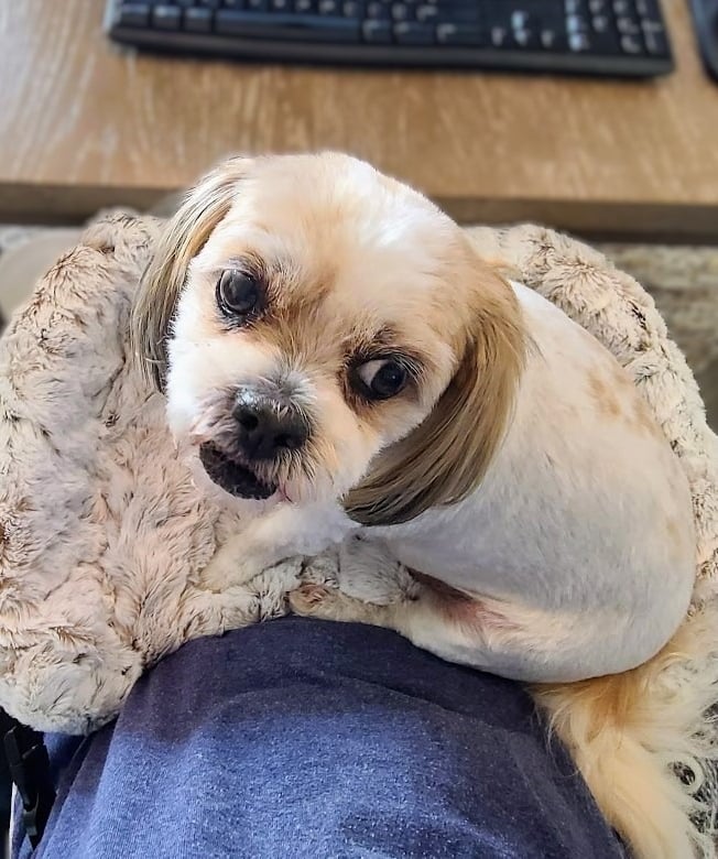Cute white dog enjoying closer connection in the Furr Lap, Pet Lap Bed
