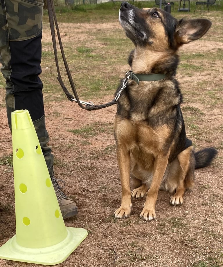 Hund beim Einzeltraining im Kreis Düren