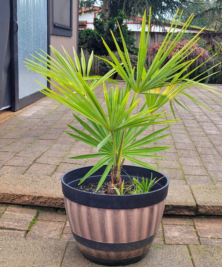 windmill palm in pot