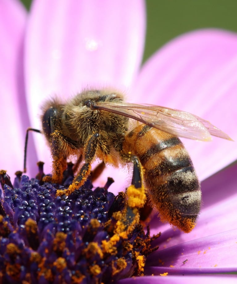 abeja polinizando una flor