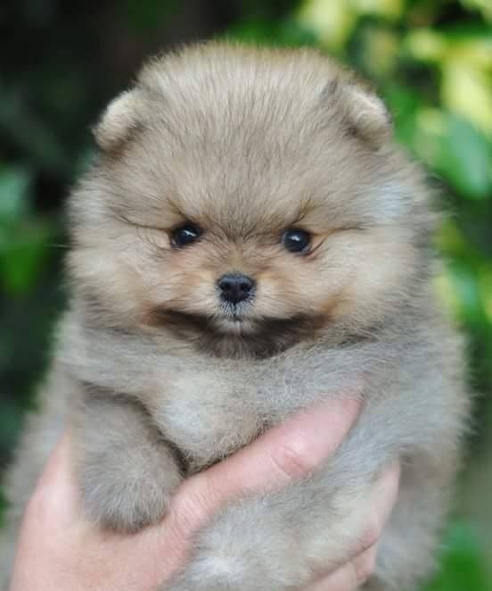 cachorrito pomerania venta buenos aires