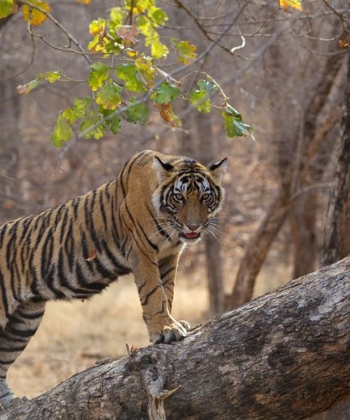 Ranthambore jungle safari 