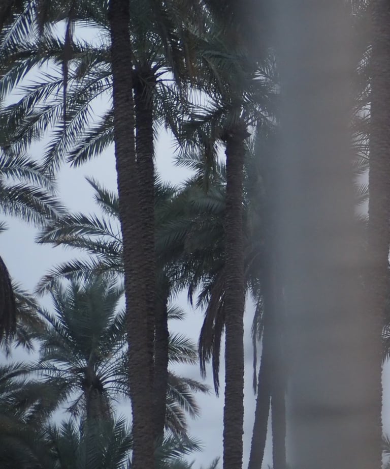 a closeup of a palm tree field in southern Iraq