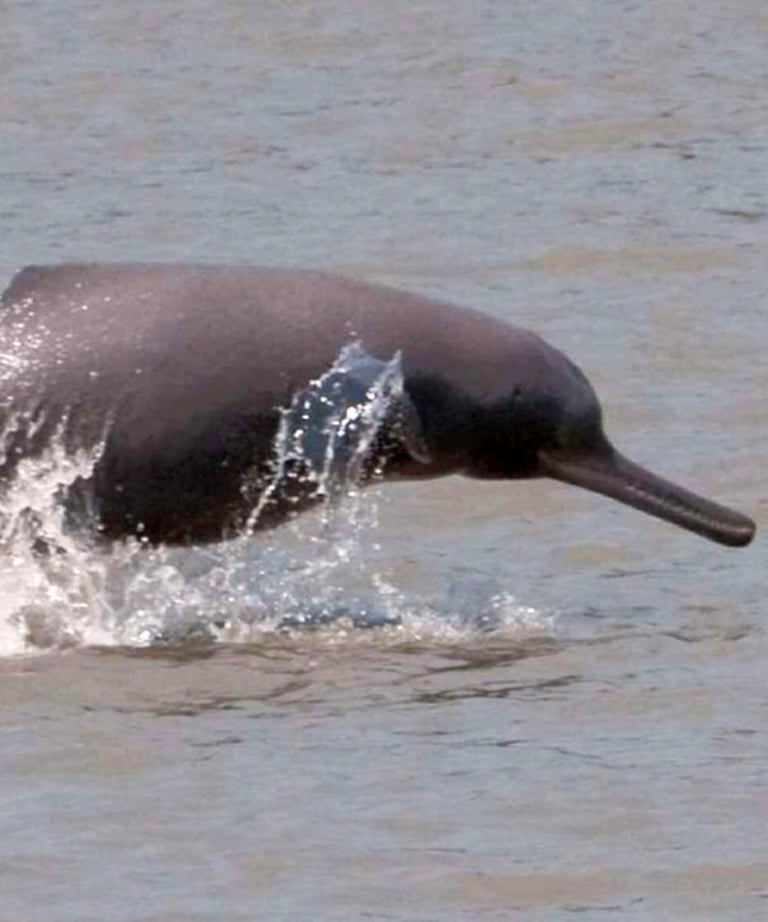 ganges dolphin in the Mohana river