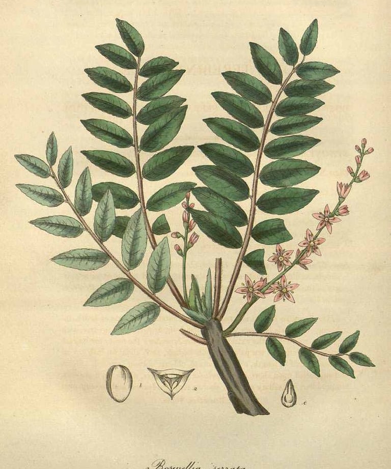 Woodville, W., Hooker, W.J., Spratt, G., Medical Botany, ed. 3 (1832)