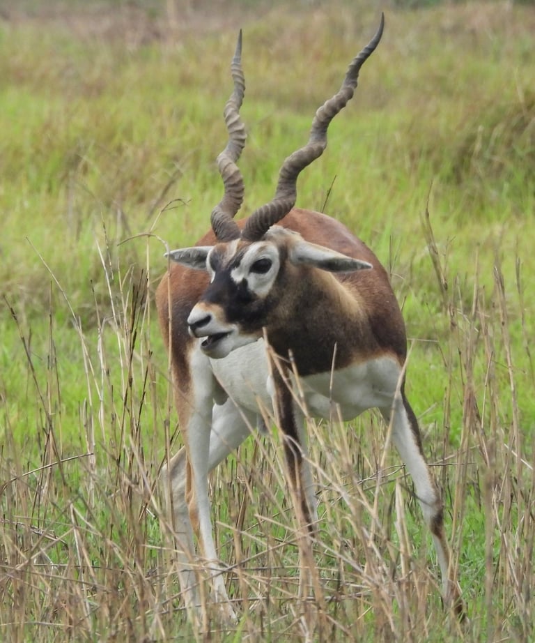 blackbuck in Khairapur reserve