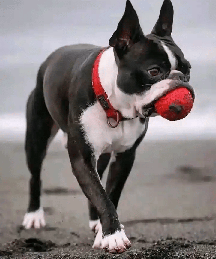 Boston Terrier Blanco y Negro en la playa, con collar rojo y pelota roja - De los Kiris