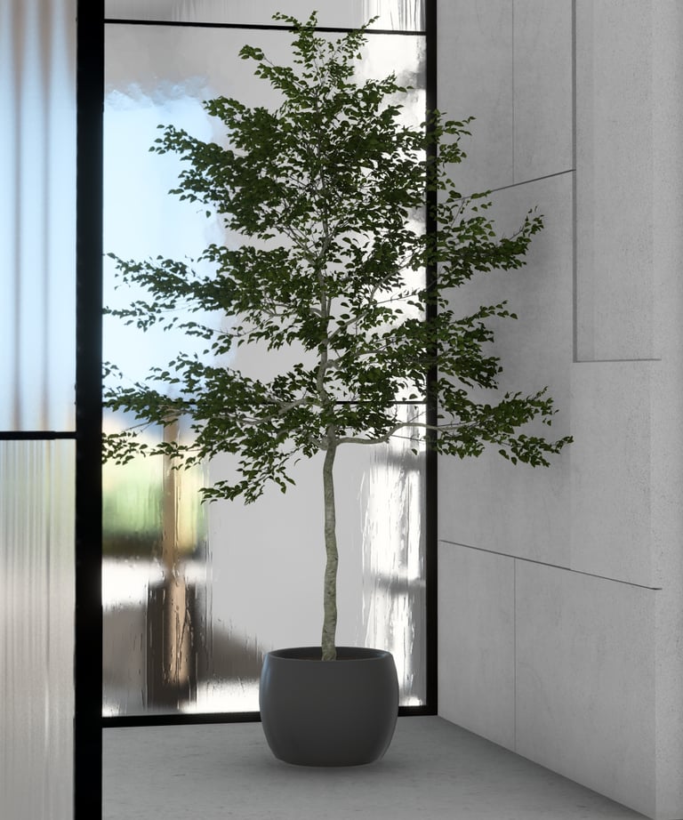 Sculptural indoor tree in a matte black planter placed beside full-height glass in a modern space