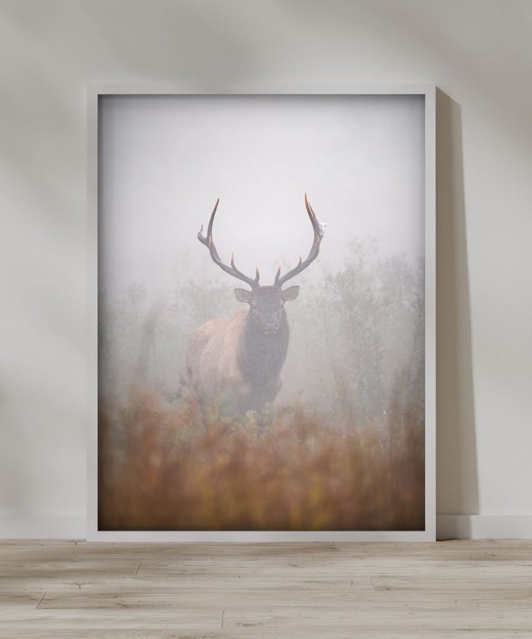 Framed print from Nate Bowery Photography of an elk in the Great Smoky Mountains of North Carolina