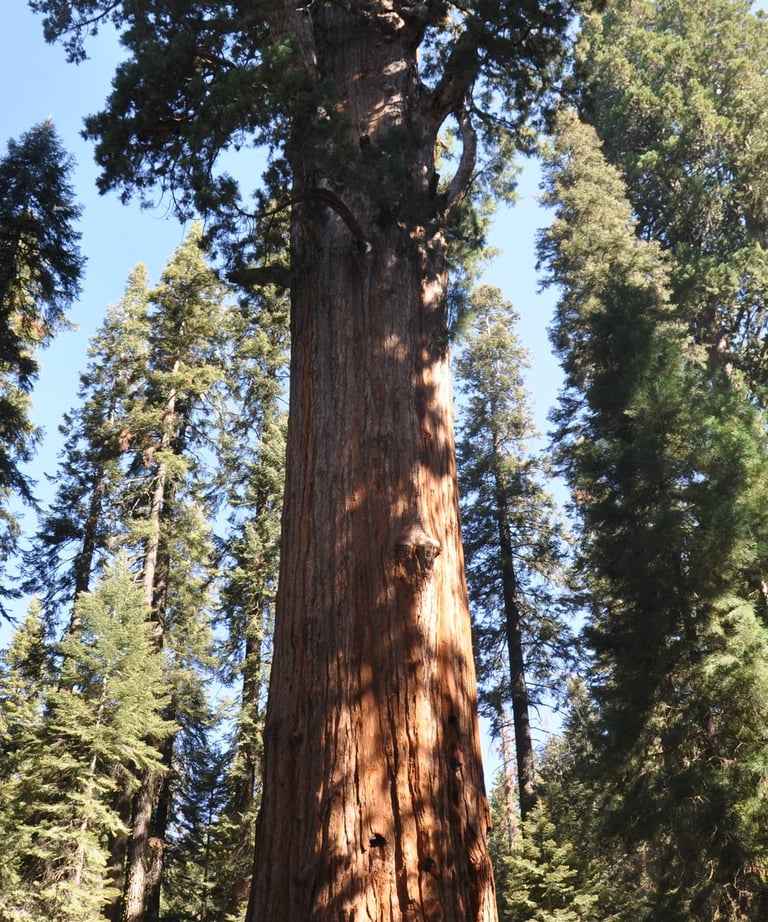 a giant tree in the middle of a forest in, sequoia national park