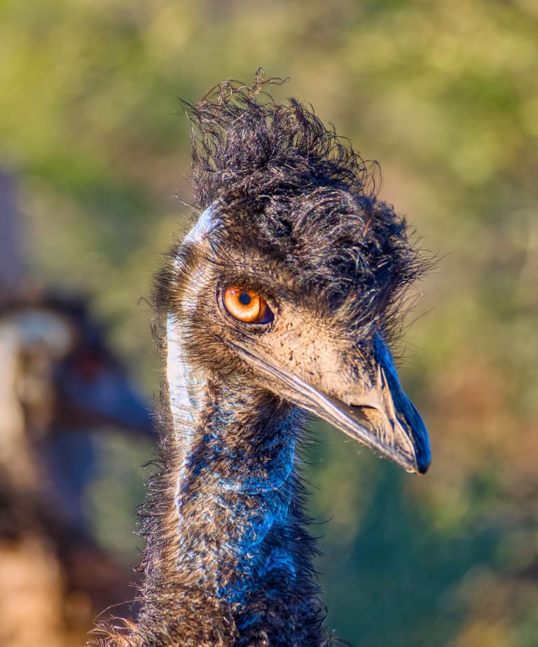 Close-up portrait of an Australian emu featuring its orange eye, dark feathers, and unique tufted crest.