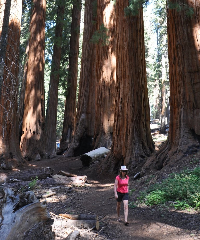 a woman standing in front of a large group of trees in sequoia national par