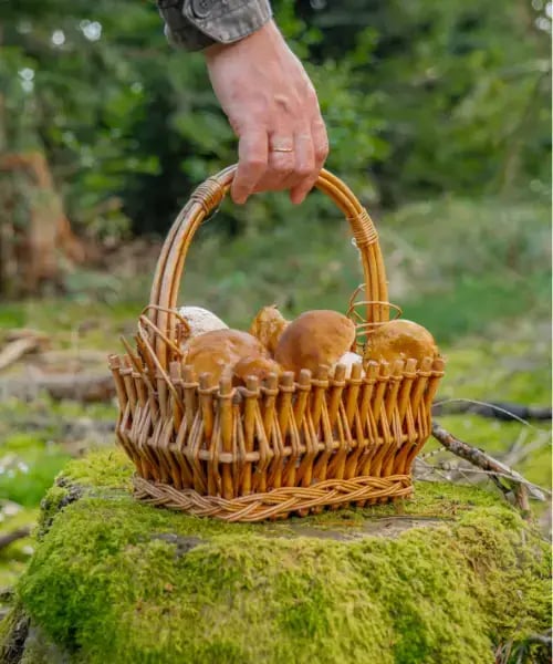 mapignon panier champignon