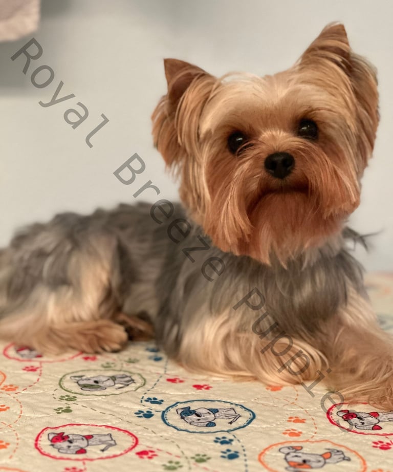 a dog is sitting on a bed with a blanket