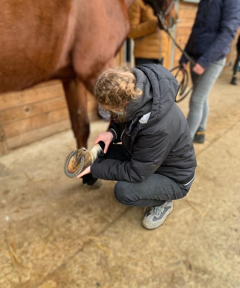 Ostéopathe animalier en Belgique