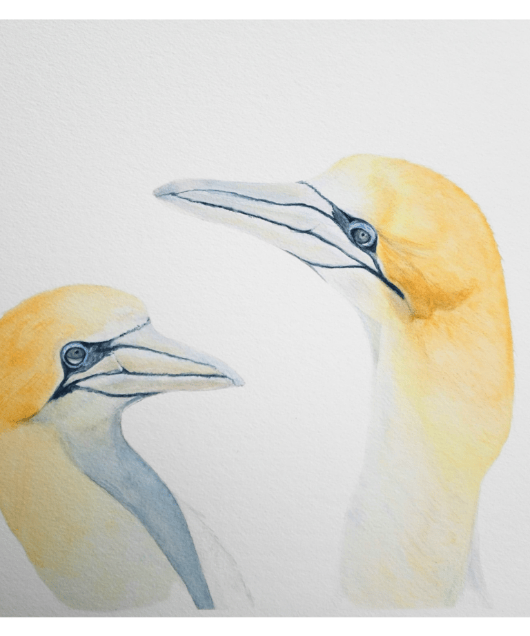 The Love in Your Eyes, a pair of Gannets