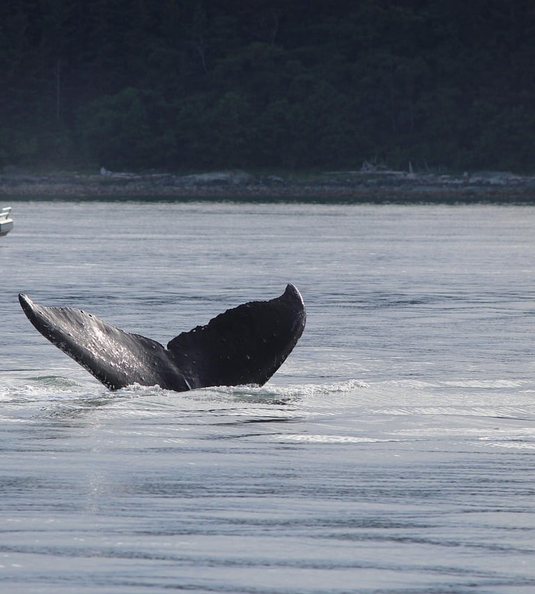 whale breaching water with small sightseeing ship