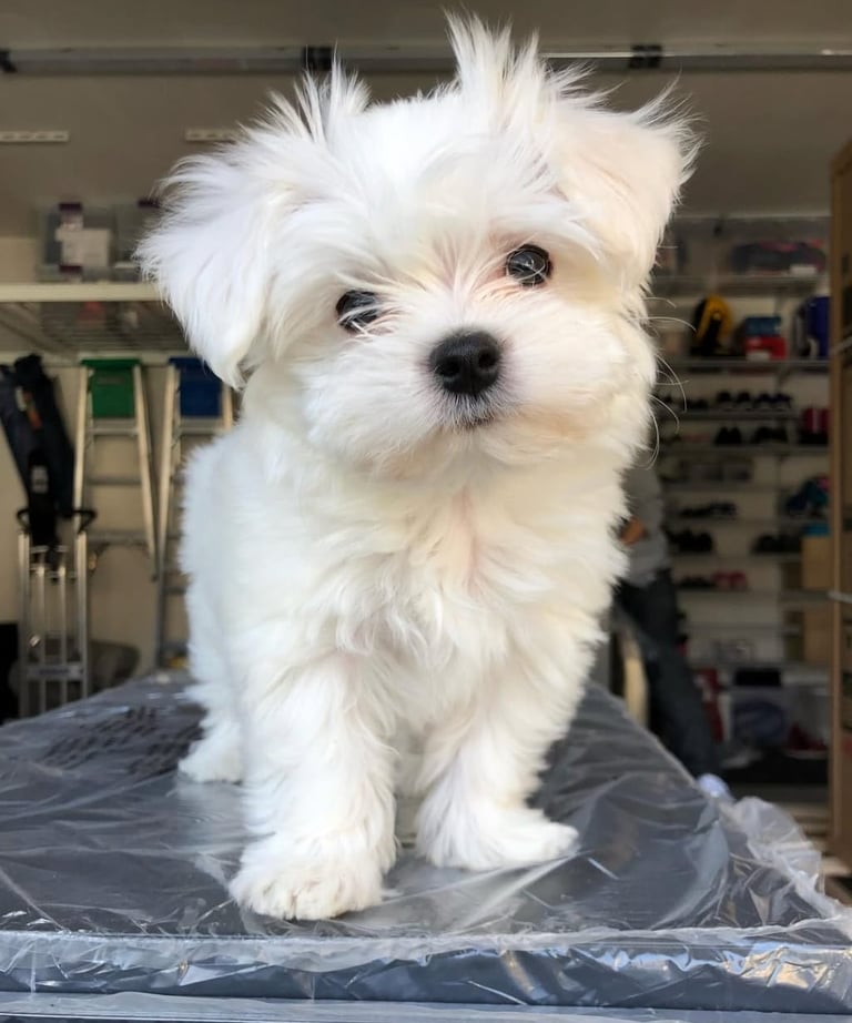 Maltipoo Puppy for Sale