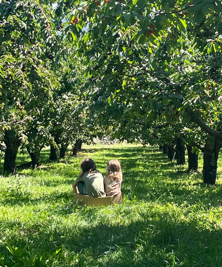 two kids sitting in a box on the grass in an cherry orchard between two rows of trees. 