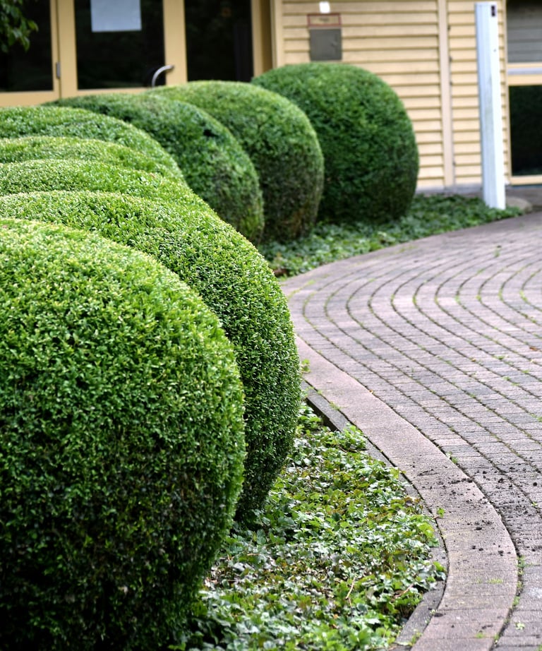 Driveway with trimmed bushes by Norwich gardening services
