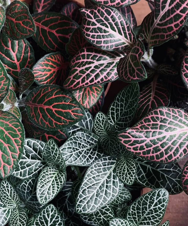 une plante à feuilles rouges et vertes