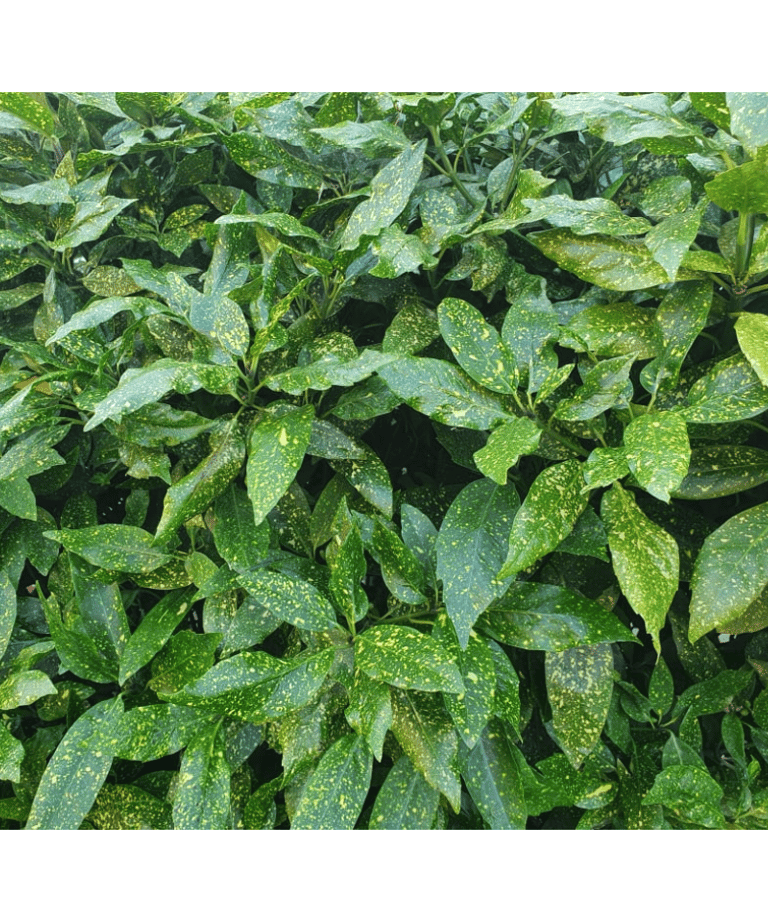a plant with green leaves and brown spots on it