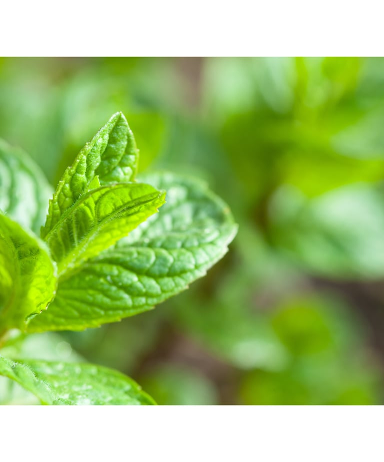a close up of a leafy green plant