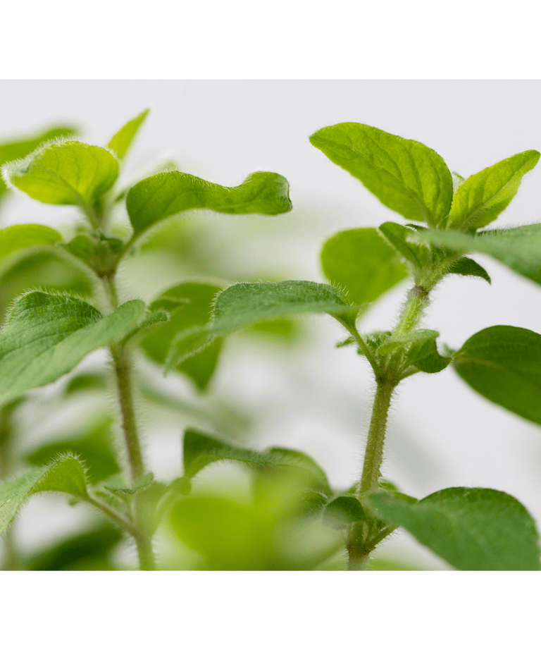 a thyme plant with green leaves and a white background