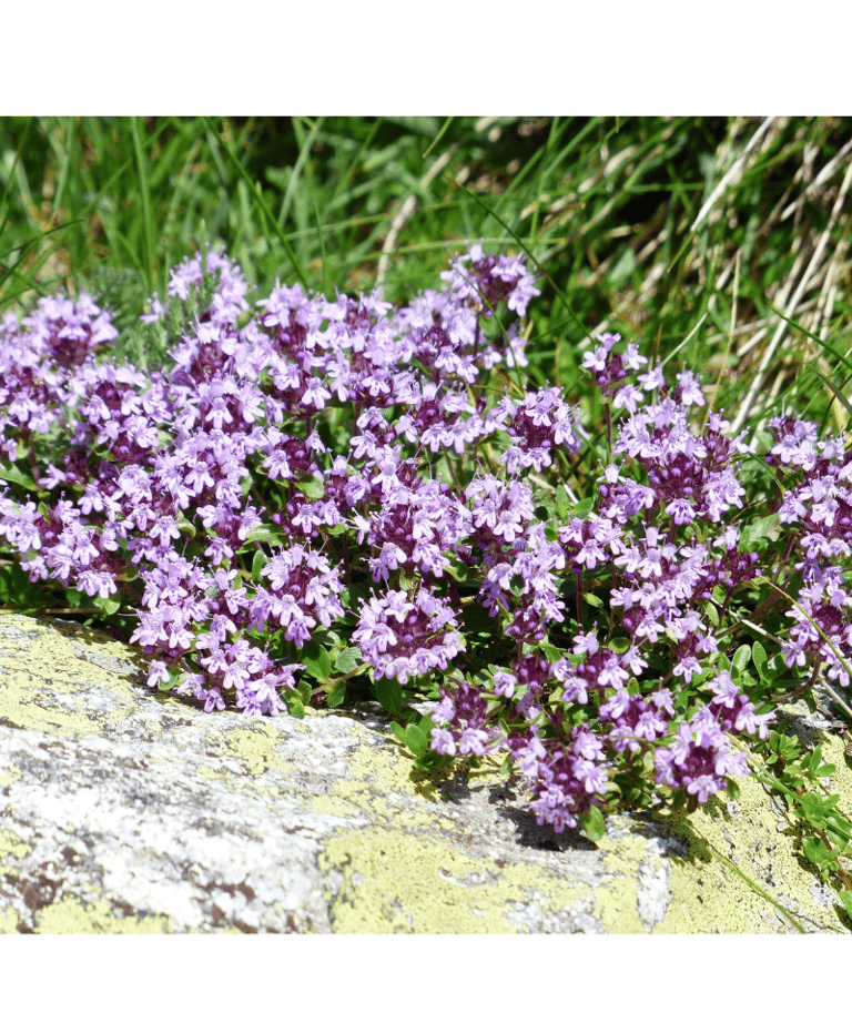 a bunch of purple thyme flowers on a rock