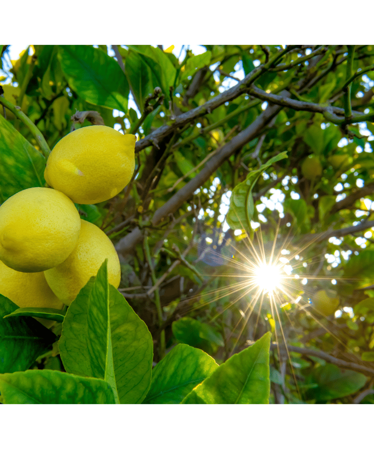 a lemon tree with lemons on it