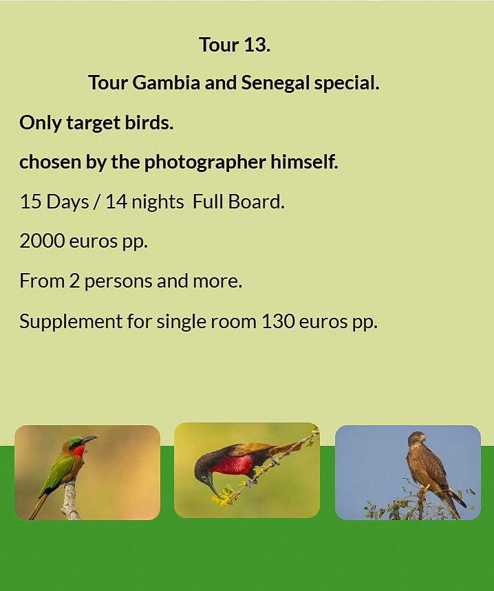 Flyer Tour 13 – 15-day special bird photography Gambia & Senegal tour, full board, price from €2000 