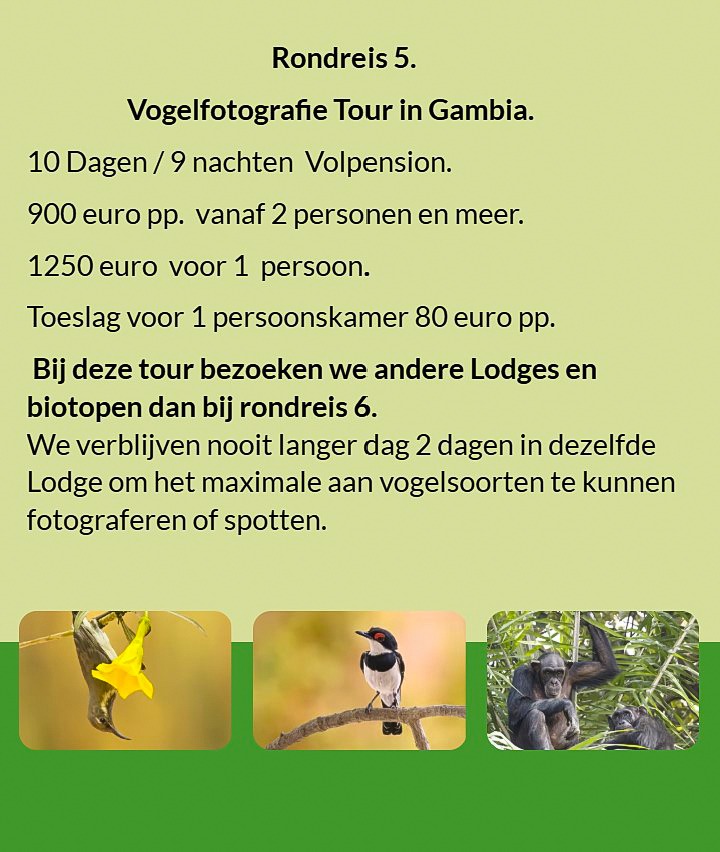 Flyer Tour 5 – 10-daagse vogelfotografie Gambia rondreis, full board, prijs vanaf €900 p.p. Inclusie