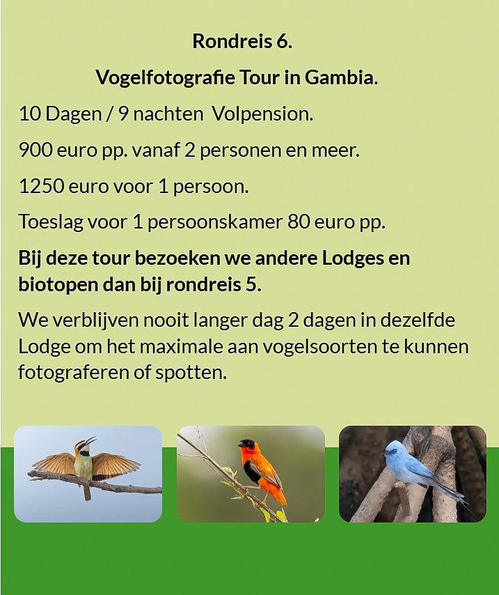 Flyer Tour 6 – 10-daagse vogelfotografie Gambia rondreis, full board, prijs vanaf €900 p.p. Inclusie