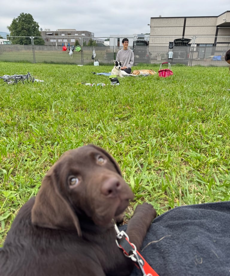 Welpenschule bei Lena Mattes in Frickenhausen