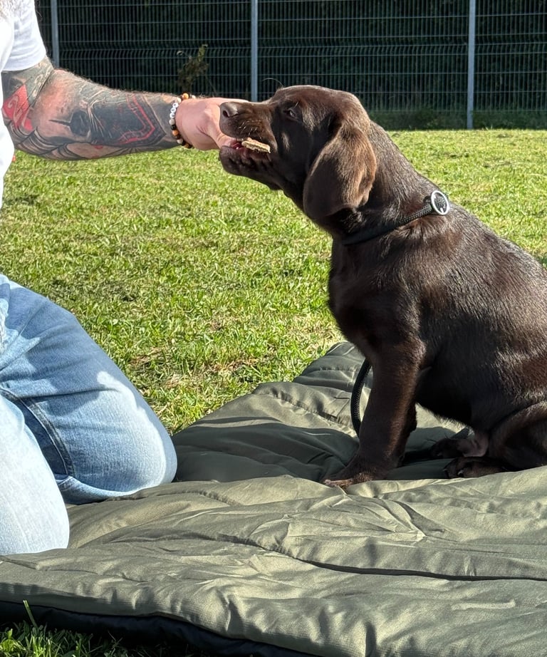 Labrador Welpe bei der Welpenschule in Frickenhausen
