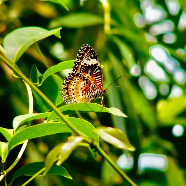 a butterfly butterfly on a leafy green leafy tree