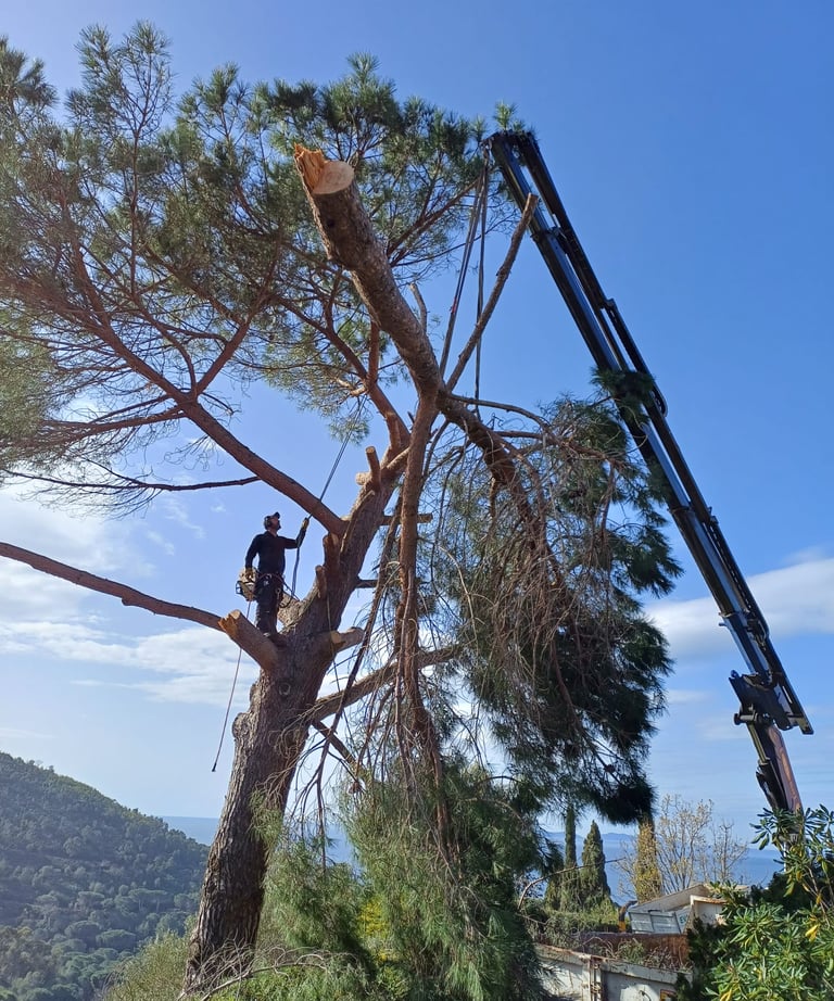 Abattage délicat avec camion grue