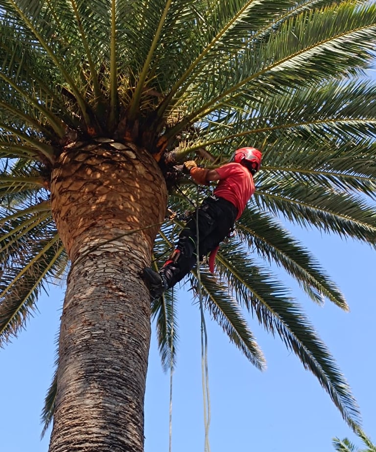 Taille palmier